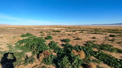 Vente Terrain Agricole Djelfa Had sahary
