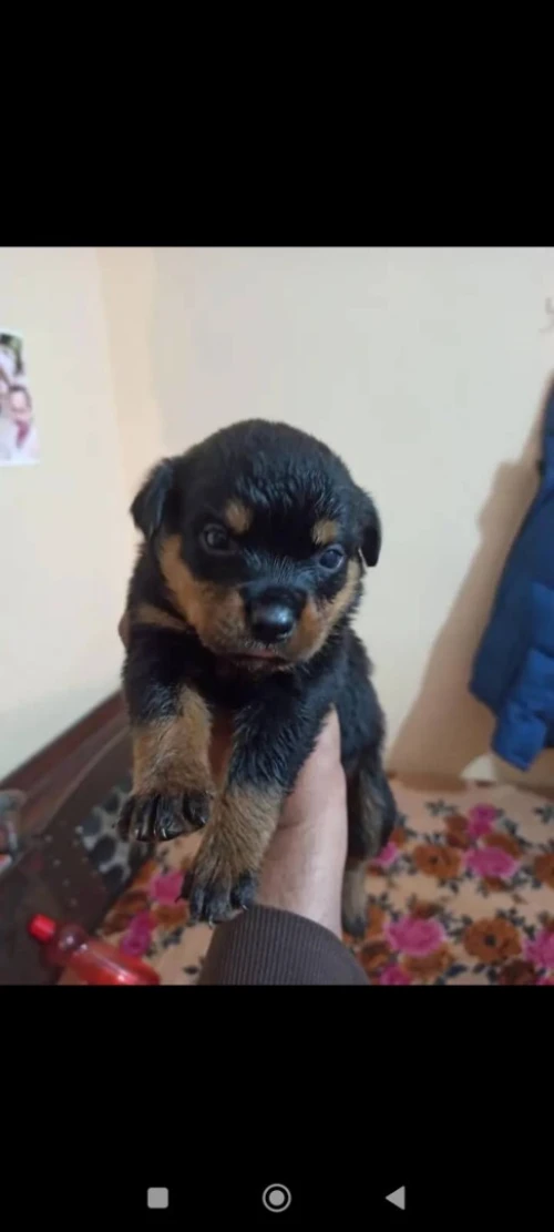Chien rottwieller