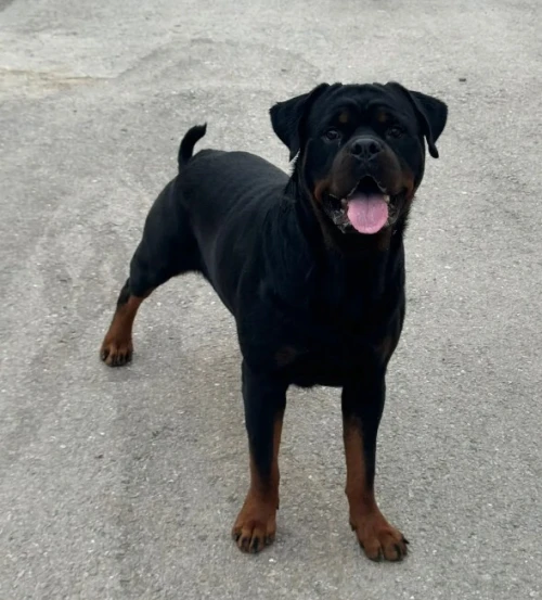 Chien rottwieller