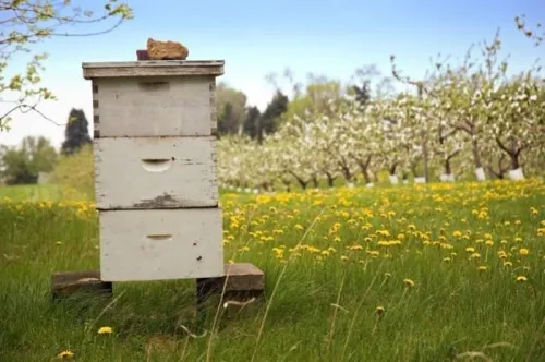 Ruches + essains d'abeilles