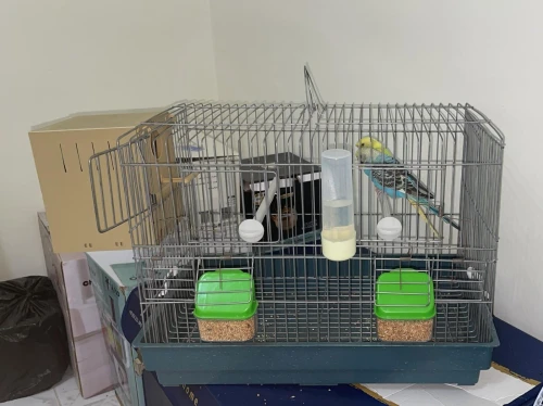 Couple de perruches + cage