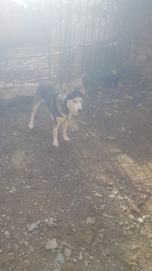 Husky