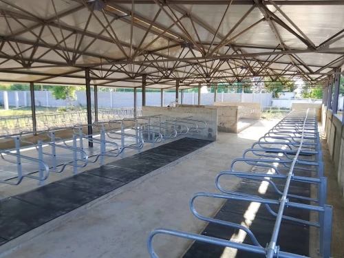 Étude et réalisation des projets d'élevage - vaches laitières