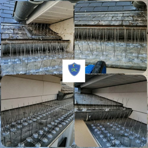 Opération 4D Dératisation Désinsectisation Dèsinfection Dépigeonnage 