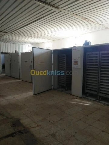 Vente Terrain Agricole Guelma Nechmaya