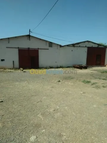 Vente Terrain Agricole Guelma Nechmaya