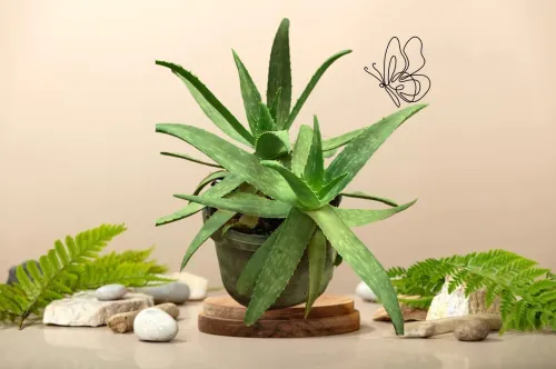 Vente de plante Aloe Vera naturelle 100%
