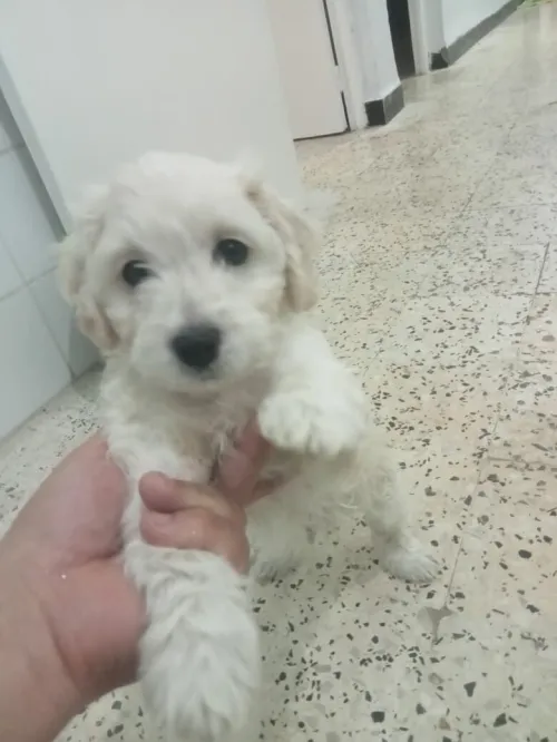 Caniche