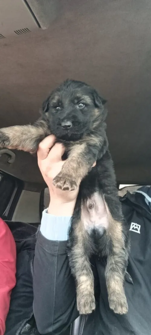 Mle chiot Berger Allemand   Incliné