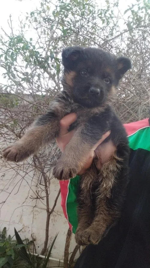 Chito male Berger Allemand   Incliné