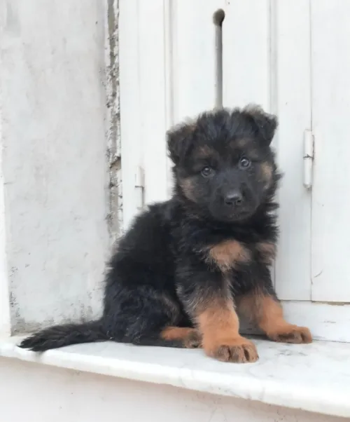 Mâle chiot Berger Allemand  Incliné