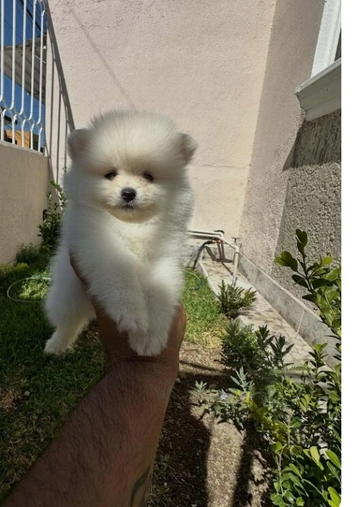 Male chiot spitz Poméranie