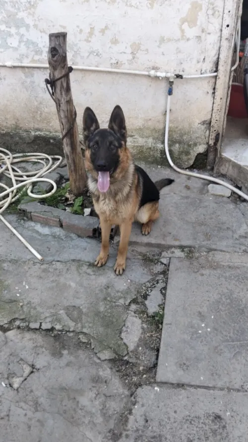 Male berger allemand 6 mois