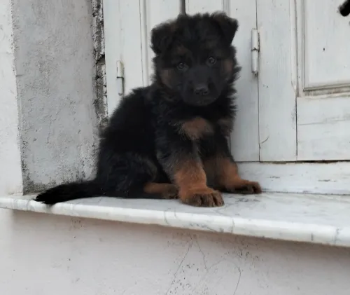 Mâle chiot Berger Allemand  Incliné haja toop Très bon caractère