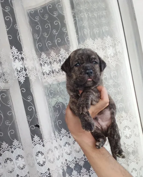 Les chiot carwzi cani corso bastf