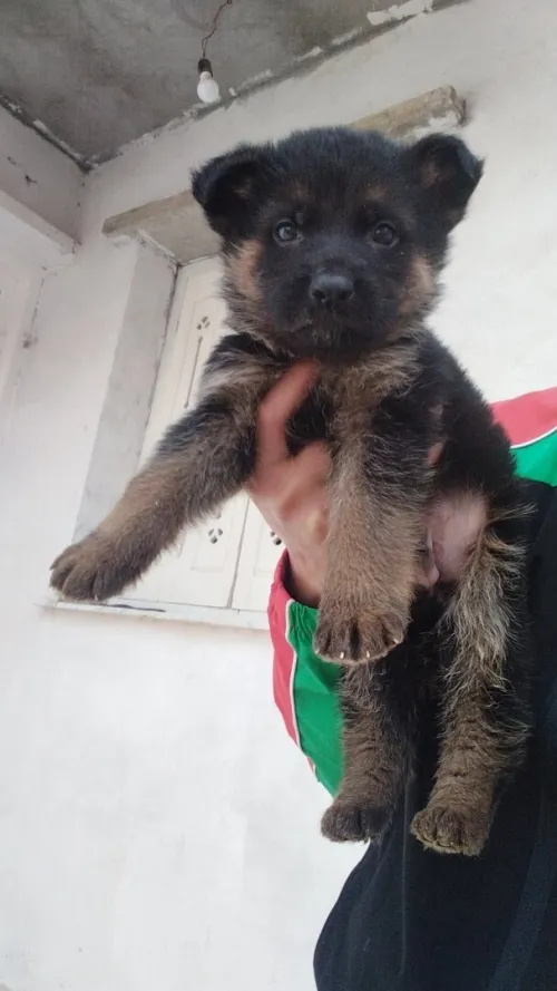 Chito male Berger Allemand   Incliné