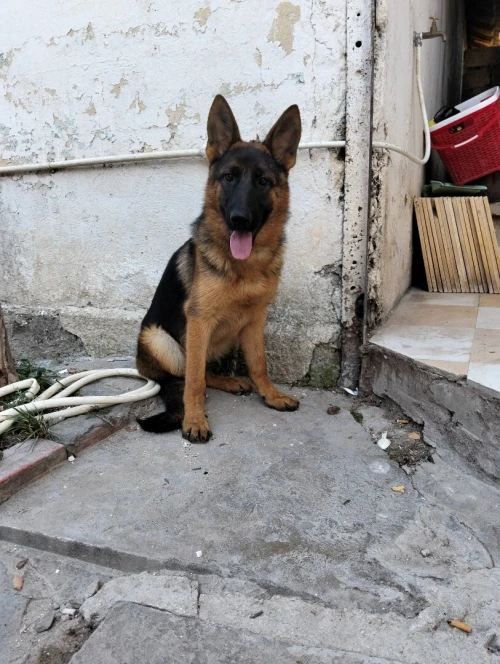 Female berger allemand Pedigré 