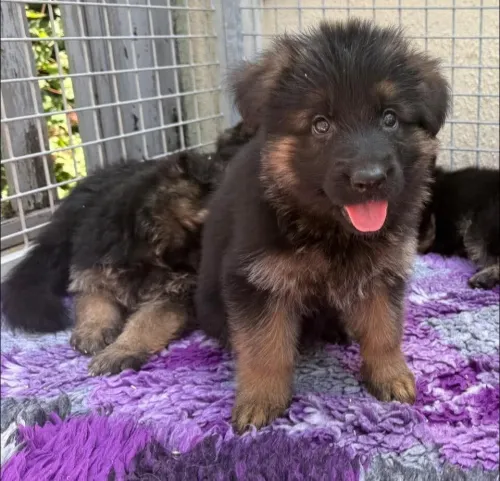 Les chiots berger allemand lncline 