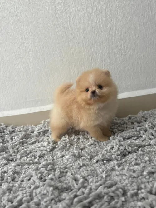 Femelle spitz pomeraninan top  de toop