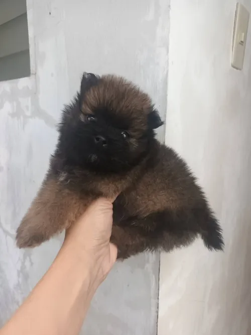 Les chitos  spitz pomeranian