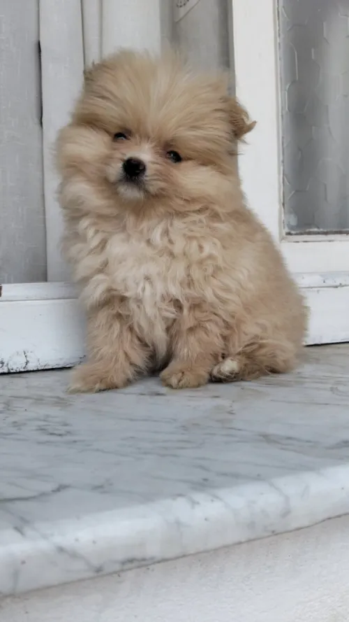 Femelle spitz pomeraninan top  de toop
