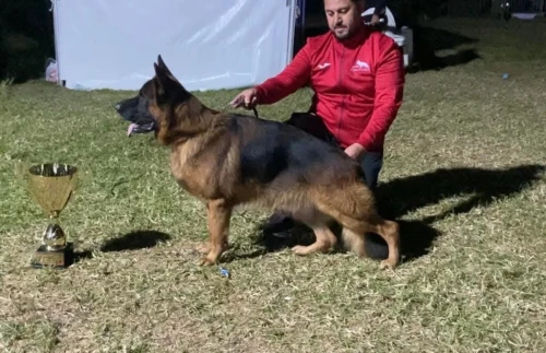 Chiot Fimâle Berger Allemand  Incliné