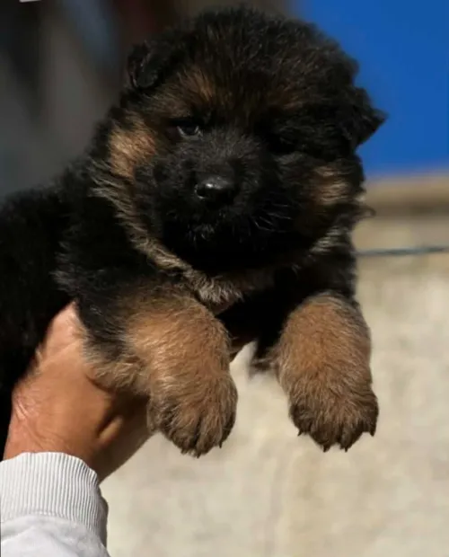 Berger allemand