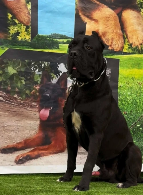 Cane Corso كني كورسو