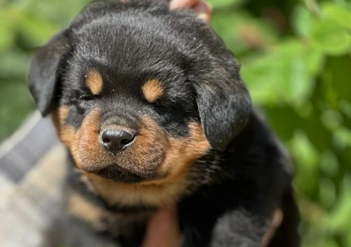 Rottweiller