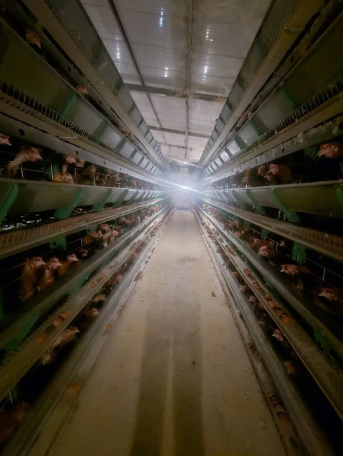 Batterie poule pondeuse