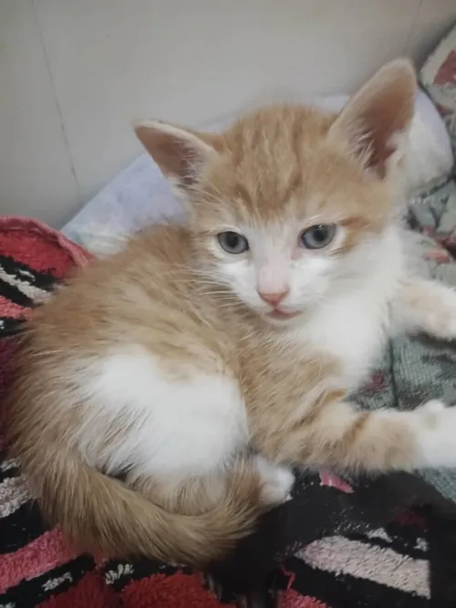 Chats adorables à adopter