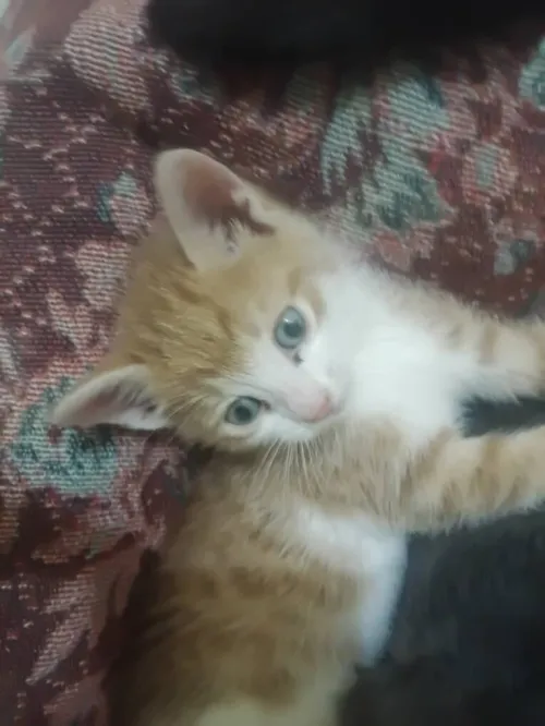 Chats adorables à adopter