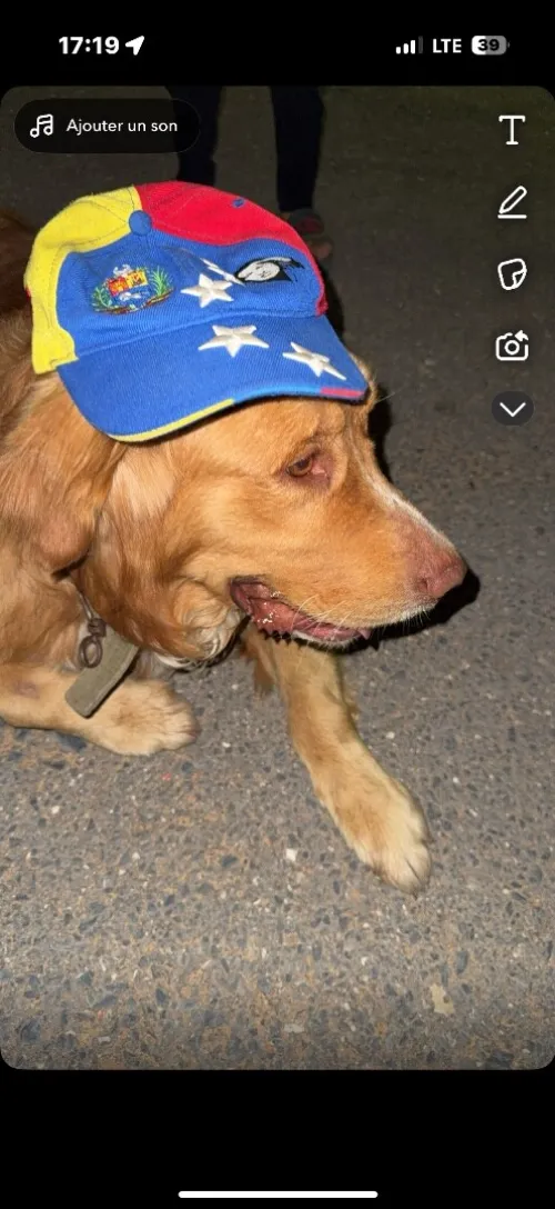 Chien golden retriever 