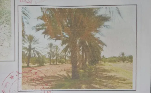 Vente Terrain Agricole Biskra Sidi okba