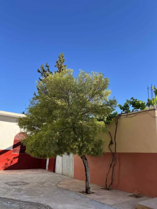 Vente Villa Mascara Tizi