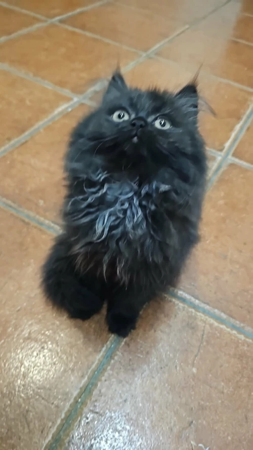 Chaton