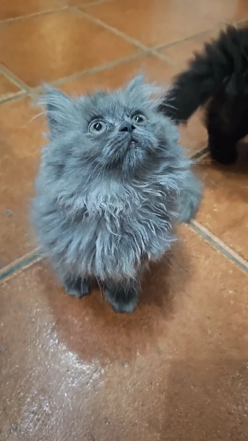 Chaton