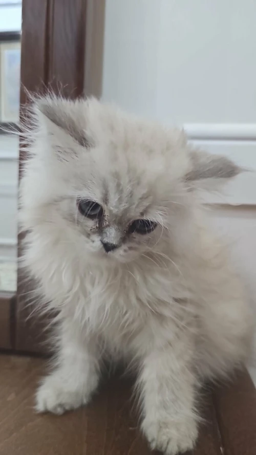 Chatons