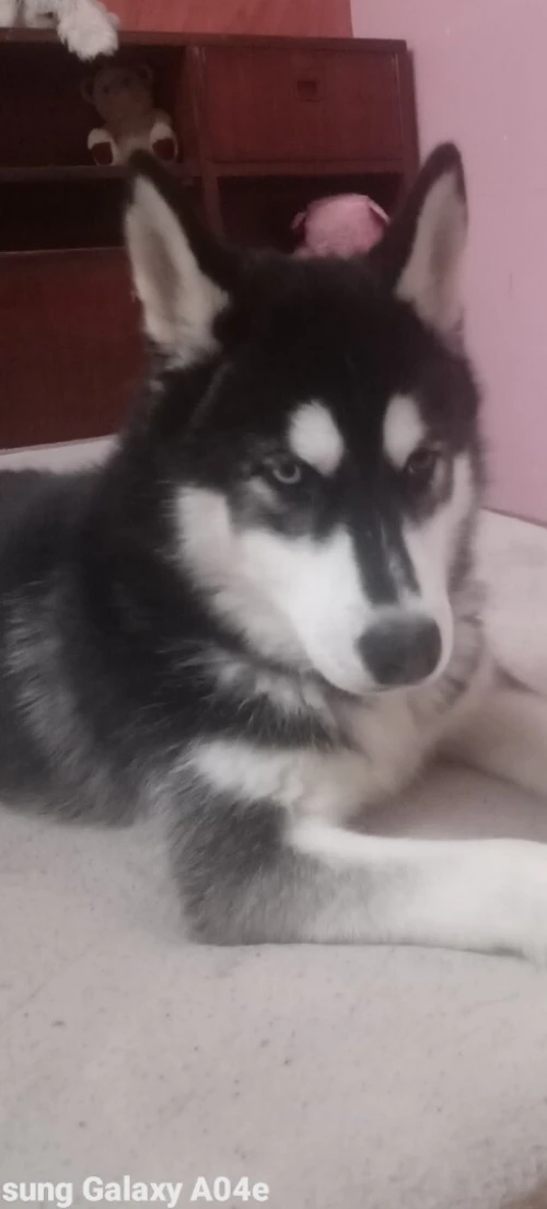 Husky