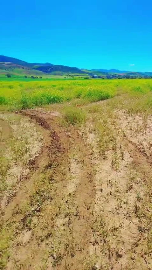 Vente Terrain Agricole Aïn Témouchent Tamzoura