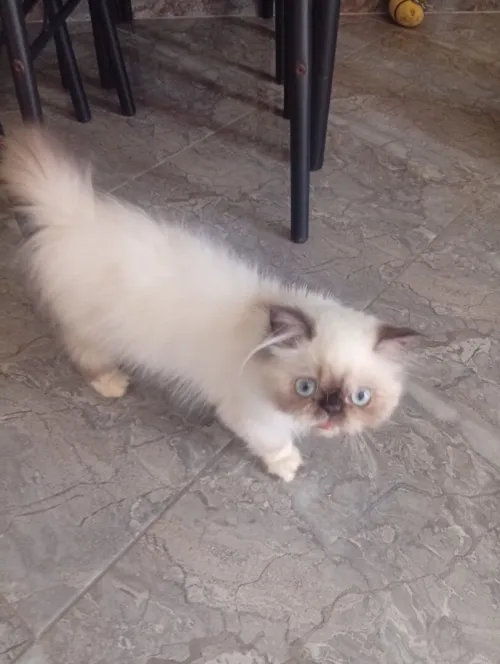 Chat Himalayan 