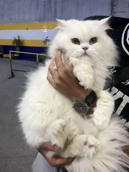 Chat persan 
