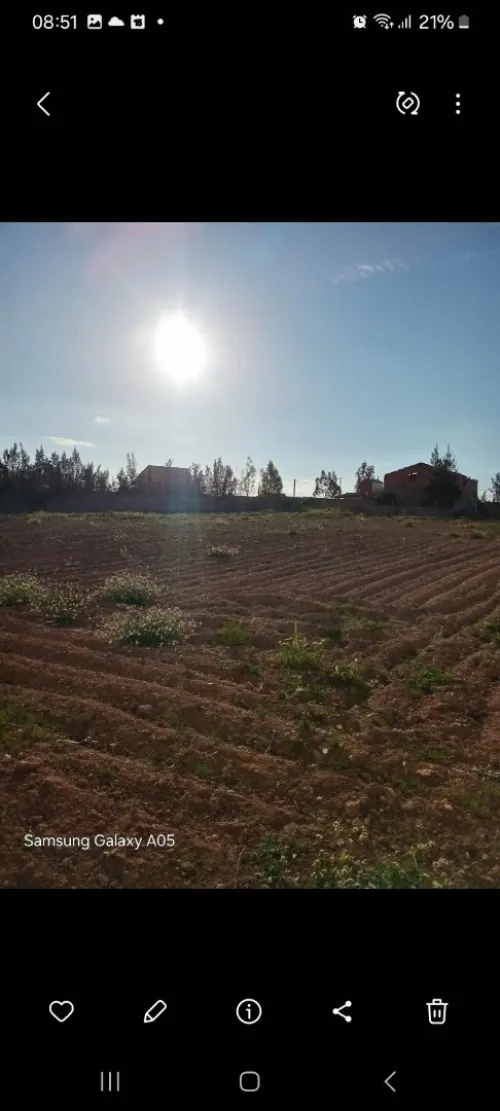 Vente Terrain Agricole Sidi Bel Abbès Amarnas
