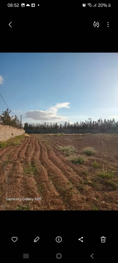 Vente Terrain Agricole Sidi Bel Abbès Amarnas