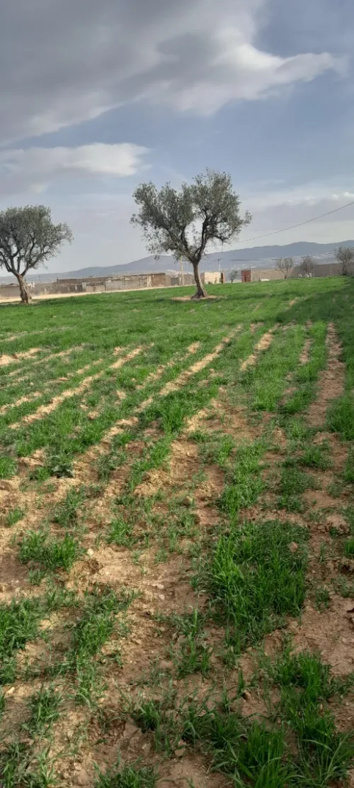 Vente Terrain Agricole Tlemcen Hennaya
