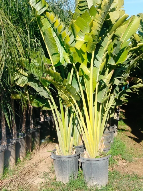 Entretien des plantes