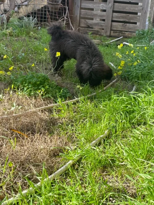 Caniche