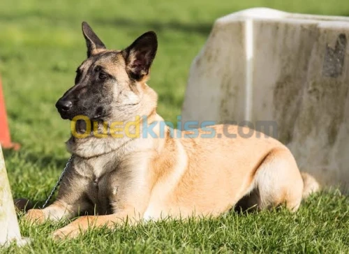 Malinois 