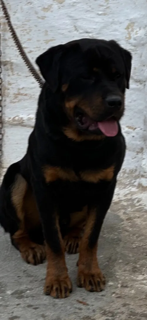 A vendre bergers allemand & Rottweiler de pure race