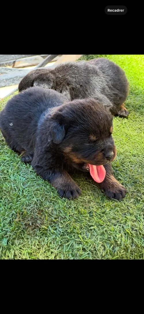 Vente des chiens de race